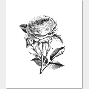 Rose Flower Illustration Posters and Art